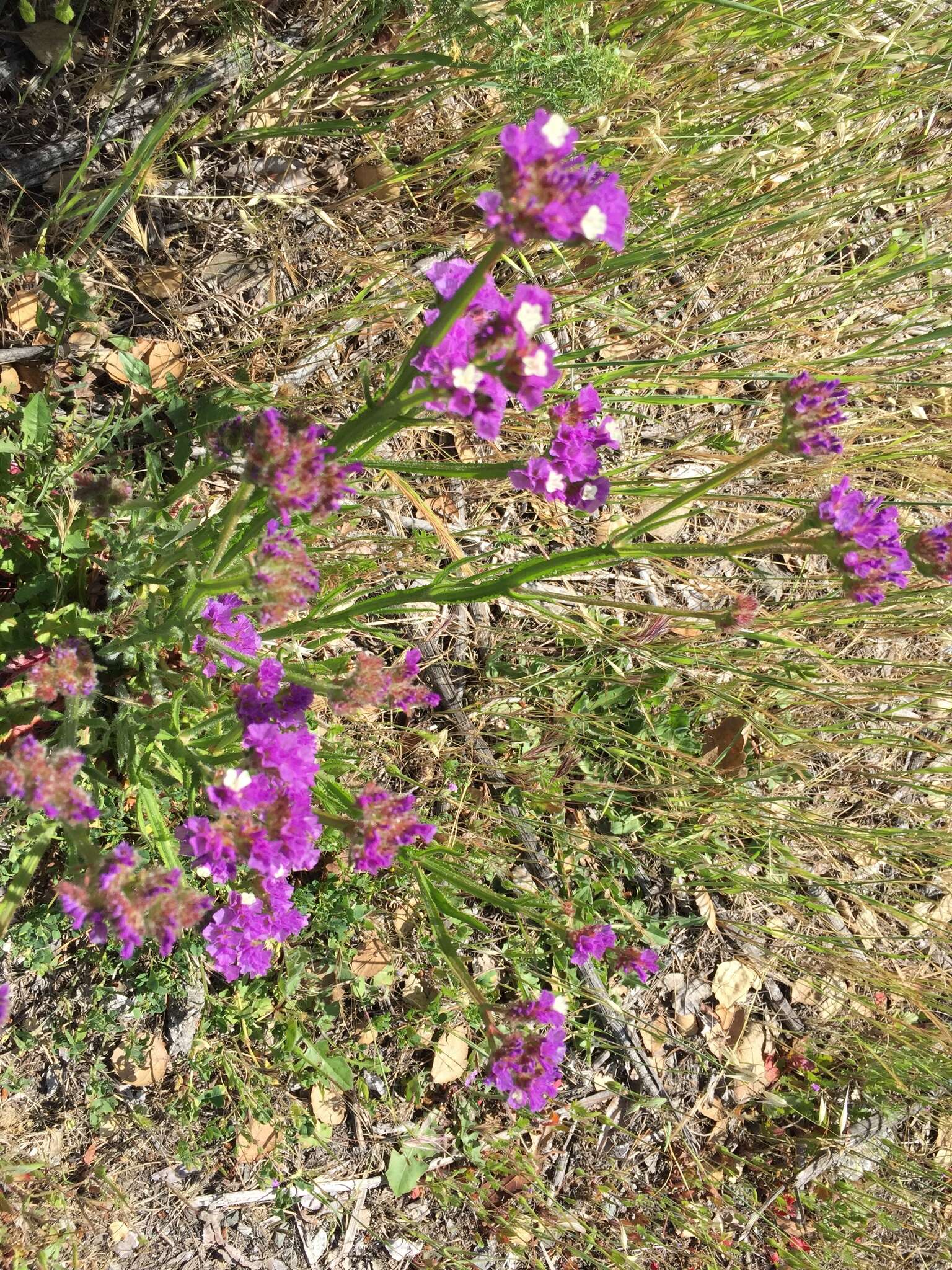 Imagem de Limonium sinuatum (L.) Miller