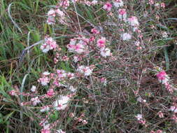 Image of Hypocalymma angustifolium Schau.