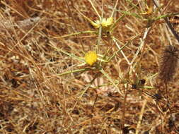 Image of Carlina racemosa L.