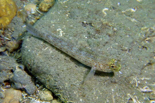 Gobius xanthocephalus Heymer & Zander 1992的圖片