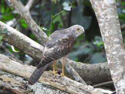 صورة Accipiter fasciatus natalis (Lister 1889)