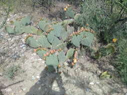 Image of Cactus-apple