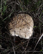 Image of Saproamanita pruittii (A. H. Sm. ex Tulloss, J. Lindgr. & D. Arora) Redhead, Vizzini, Drehmel & Contu 2016