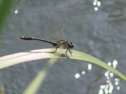 Image of Asiagomphus perlaetus (Chao 1953)