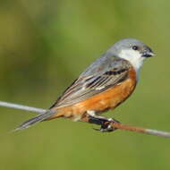 Image of Marsh Seedeater