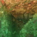 Image of Twinbar cardinalfish