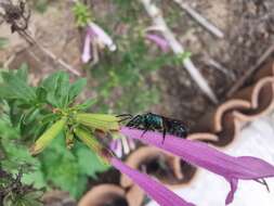 صورة Pseudaugochlora graminea (Fabricius 1804)