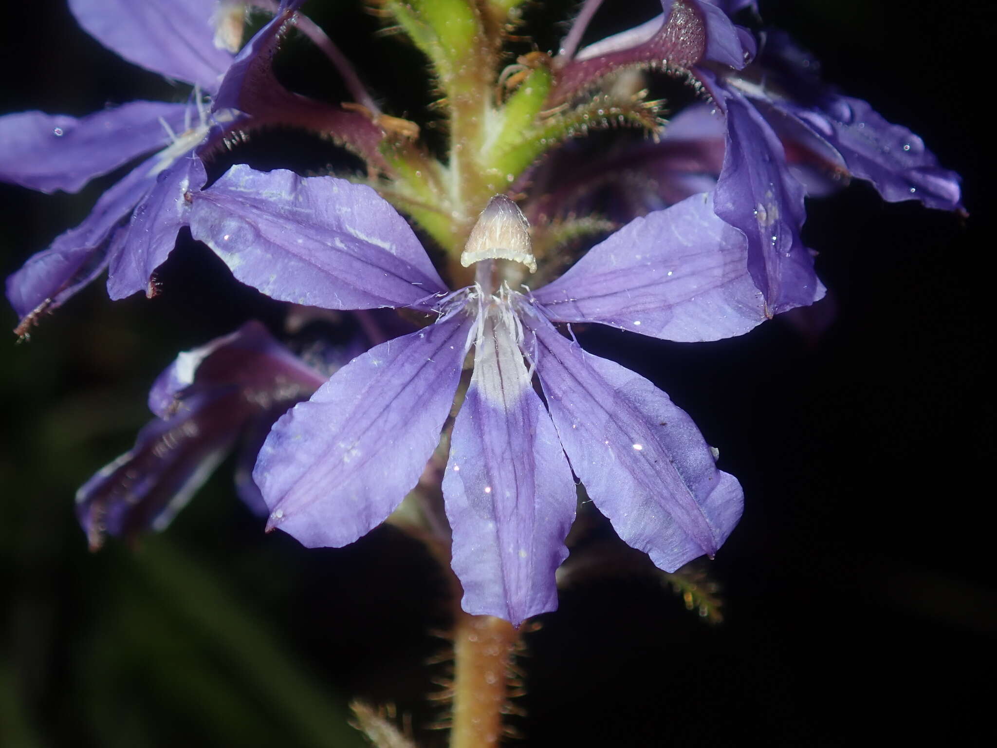 Image of Scaevola glandulifera DC.