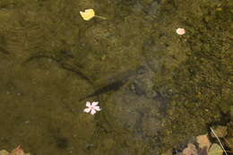 Image of Andalusian Barbel