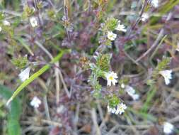 Слика од Euphrasia stricta D. Wolff ex J. F. Lehm.