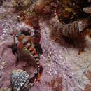 Image of New Zealand urchin clingfish