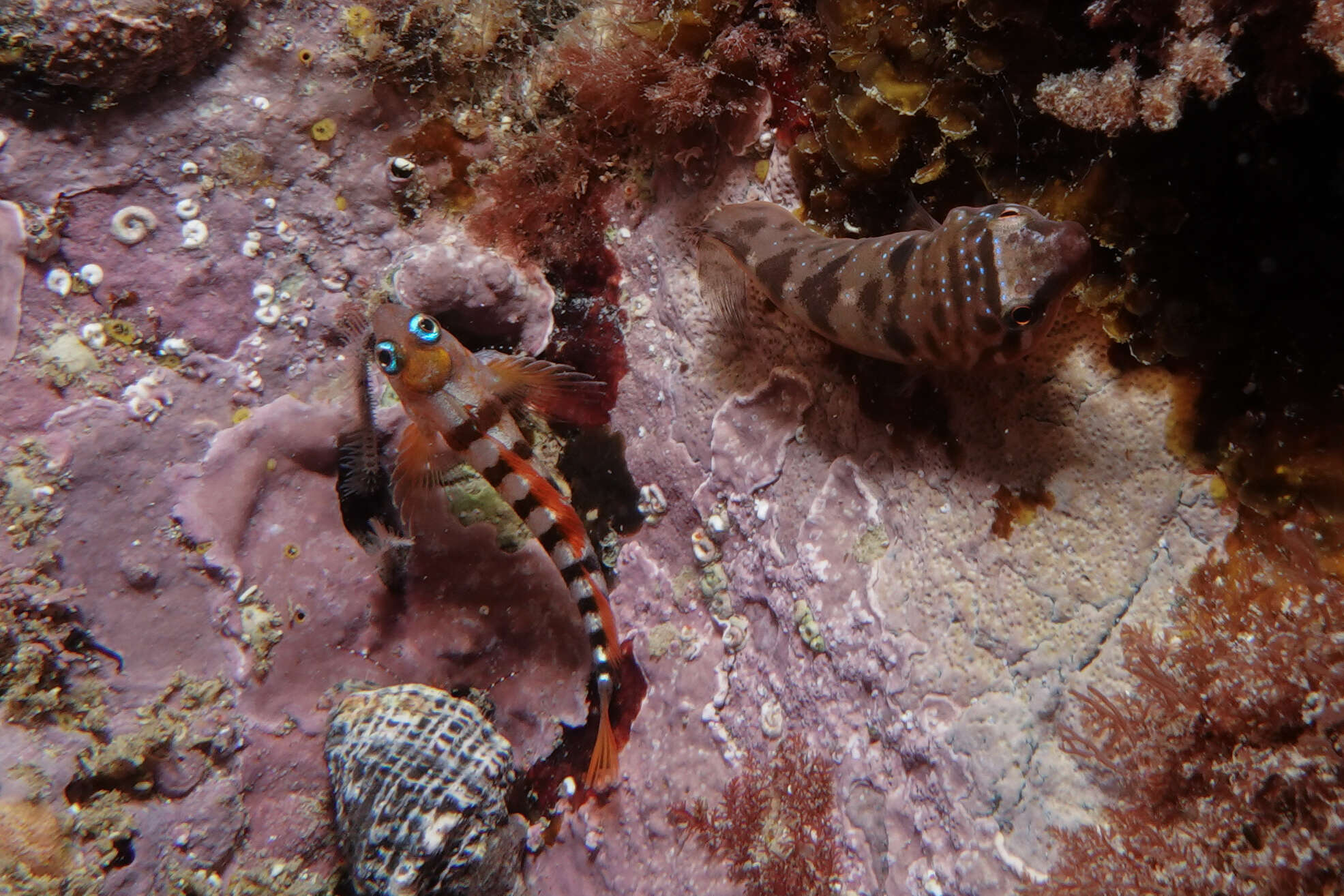 Image of New Zealand urchin clingfish