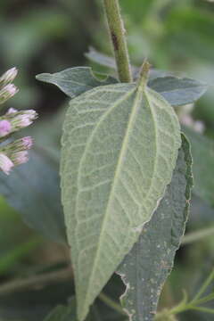 Image of Chromolaena leivensis (Hieron.) R. King & H. Rob.