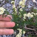 Spiraea alpina Pall. resmi