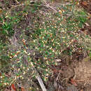 Image of Spyridium thymifolium Reiss.