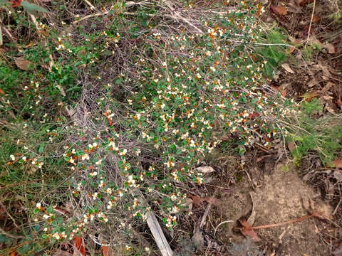 Image of Spyridium thymifolium Reiss.