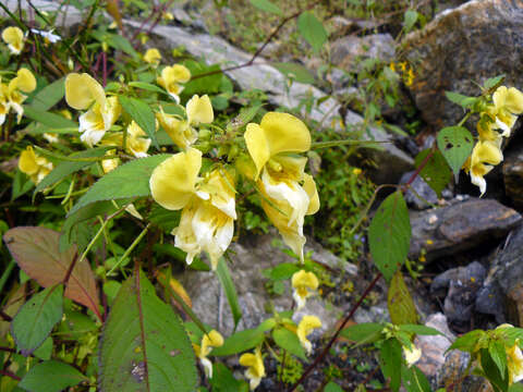 Image de Impatiens cristata Wall.