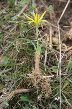 Imagem de Gagea reticulata (Pall.) Schult. & Schult. fil.