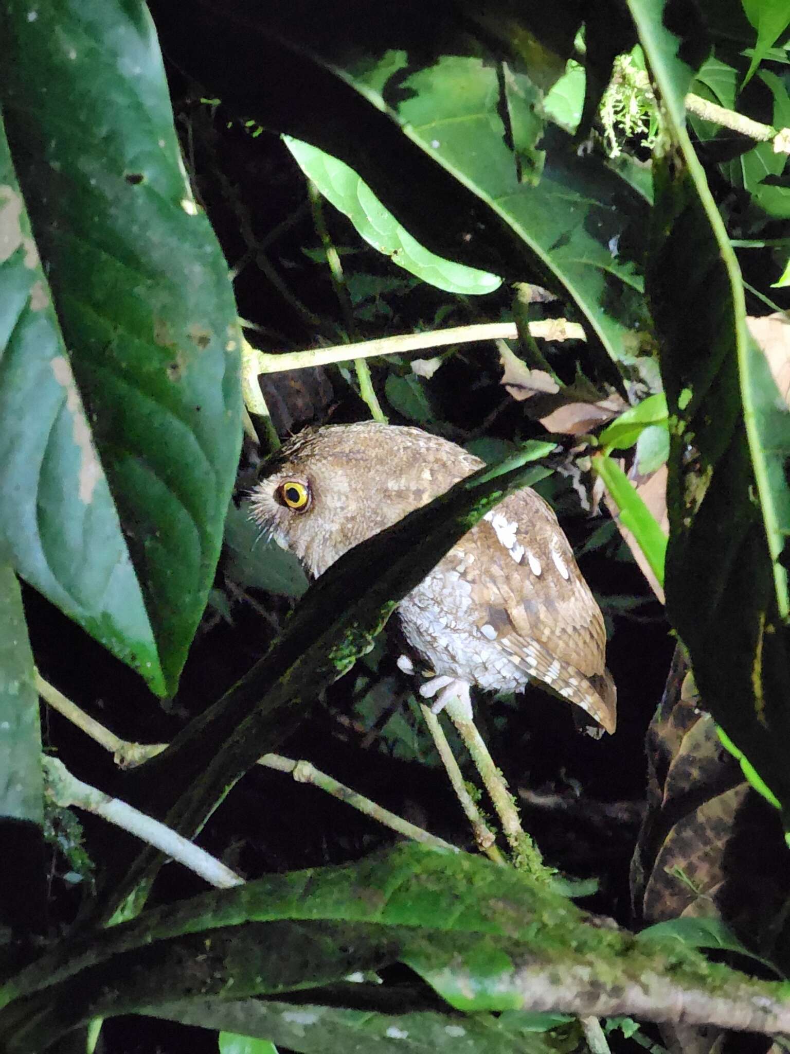 Image of Choco Screech Owl