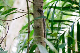 Image of Malayan Flying Lemurs