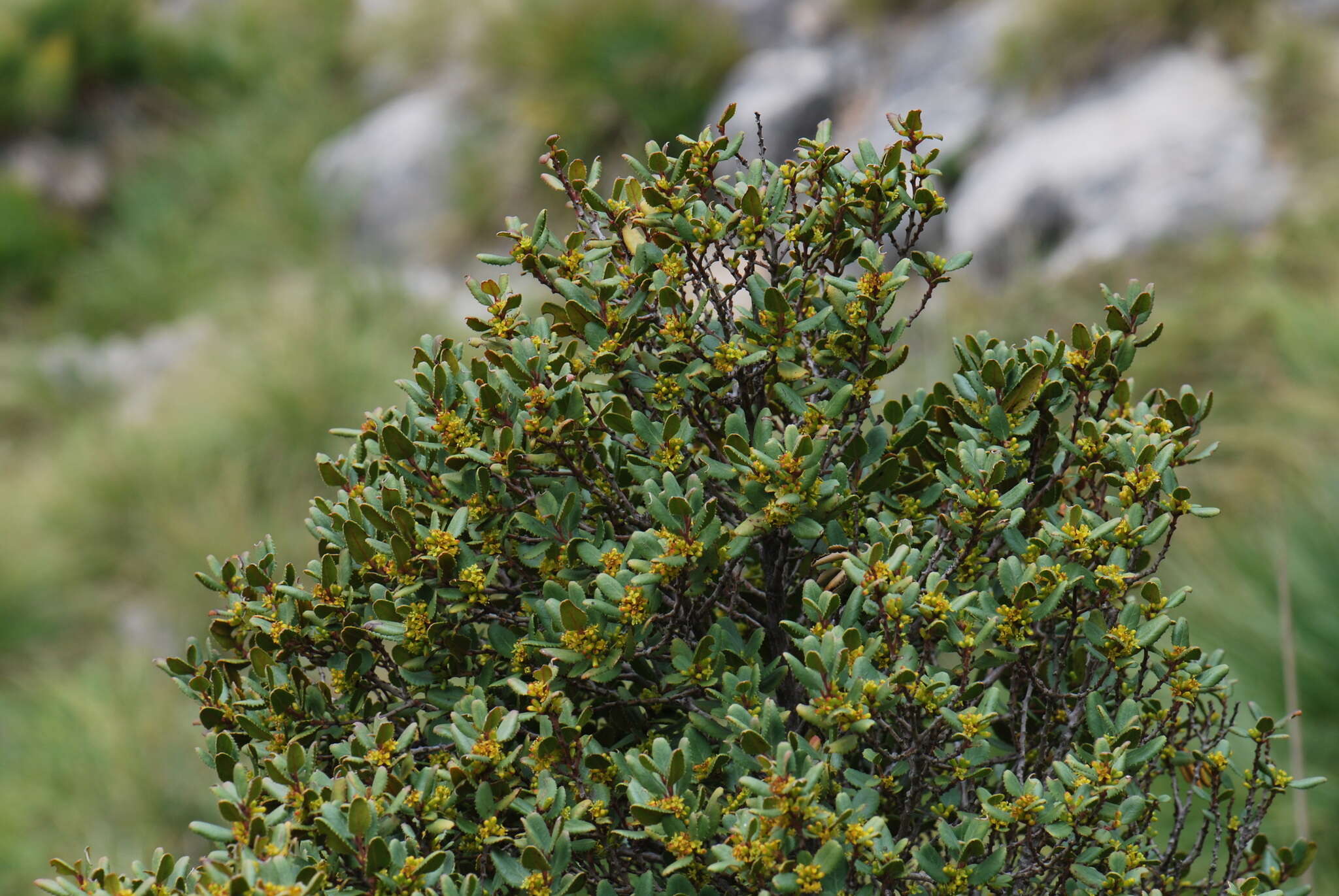 Image of Rhamnus ludovici-salvatoris Chodat