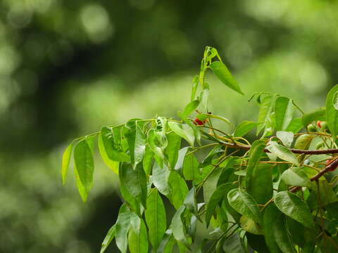 Imagem de Ganophyllum falcatum Bl.