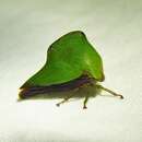 Image of Telamona excelsa (Fairmaire) Fairmaire