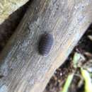 Image of Pillbug