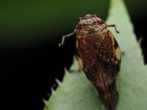 Image de Pseudaphronella