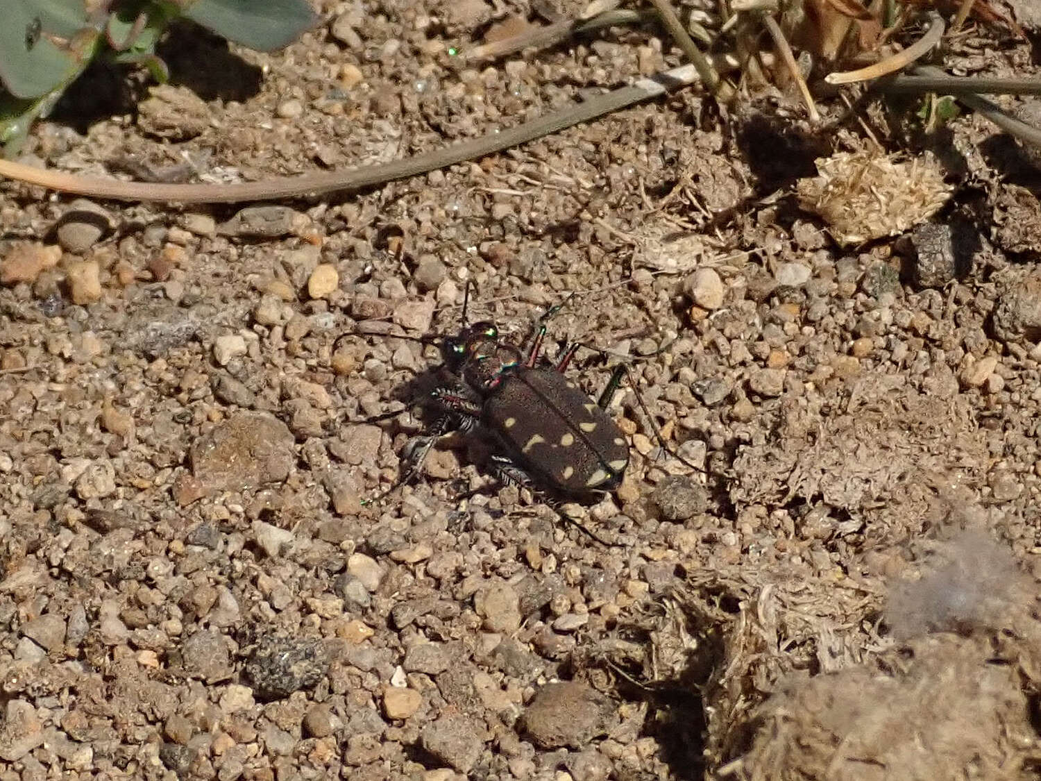 Plancia ëd Cicindela (Cicindela) oregona oregona Le Conte 1856