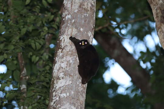 Image of Philippine Flying Lemurs