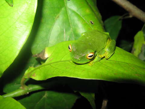 صورة Ranoidea xanthomera (Davies, McDonald & Adams 1986)