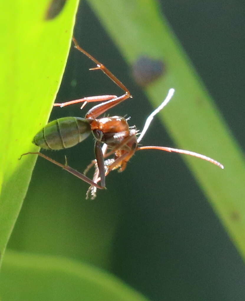 Image of Camponotus vestitus (Smith 1858)