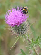 Plancia ëd Bombus hortorum (Linnaeus 1761)