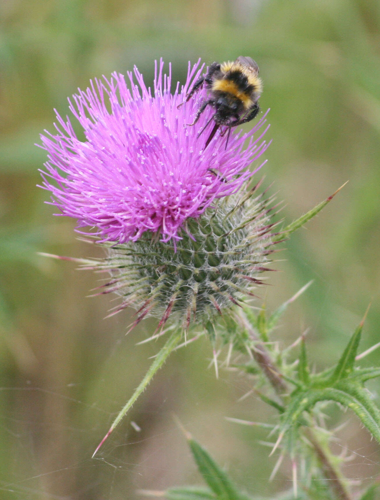 Plancia ëd Bombus hortorum (Linnaeus 1761)