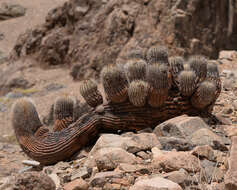 Image de Copiapoa cinerea (Phil.) Britton & Rose