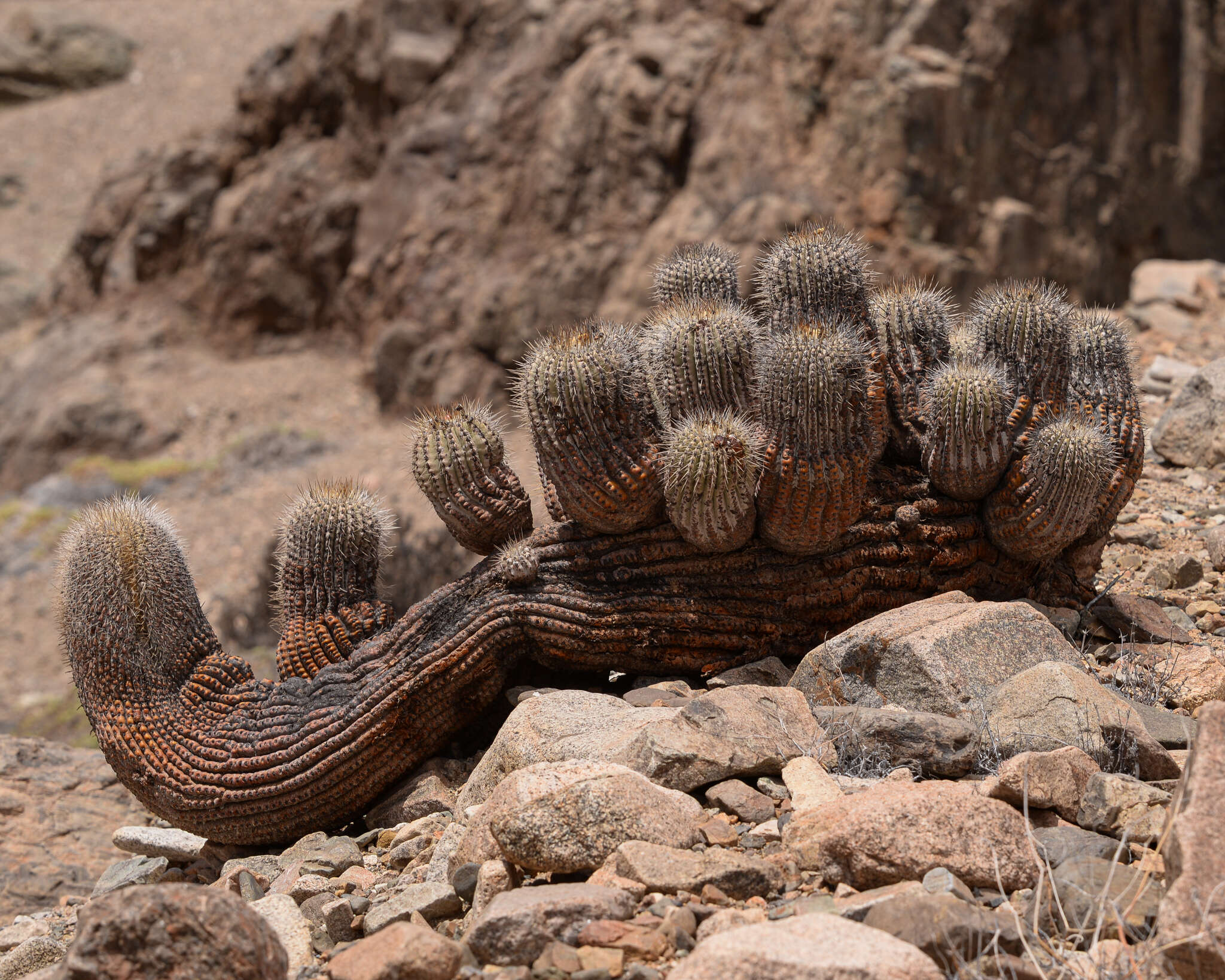 Image of Copiapoa cinerea (Phil.) Britton & Rose