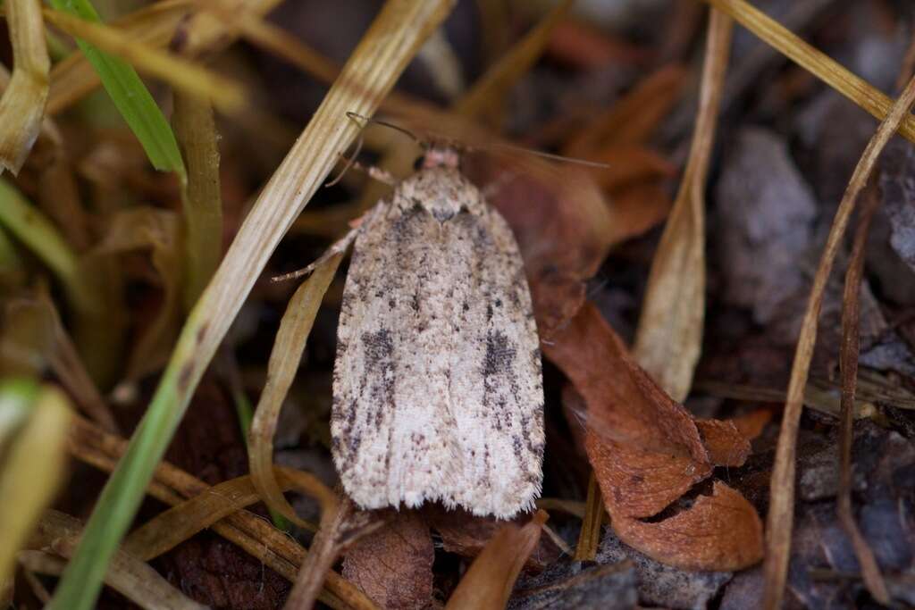 Imagem de Agonopterix pulvipennella Clemens 1864