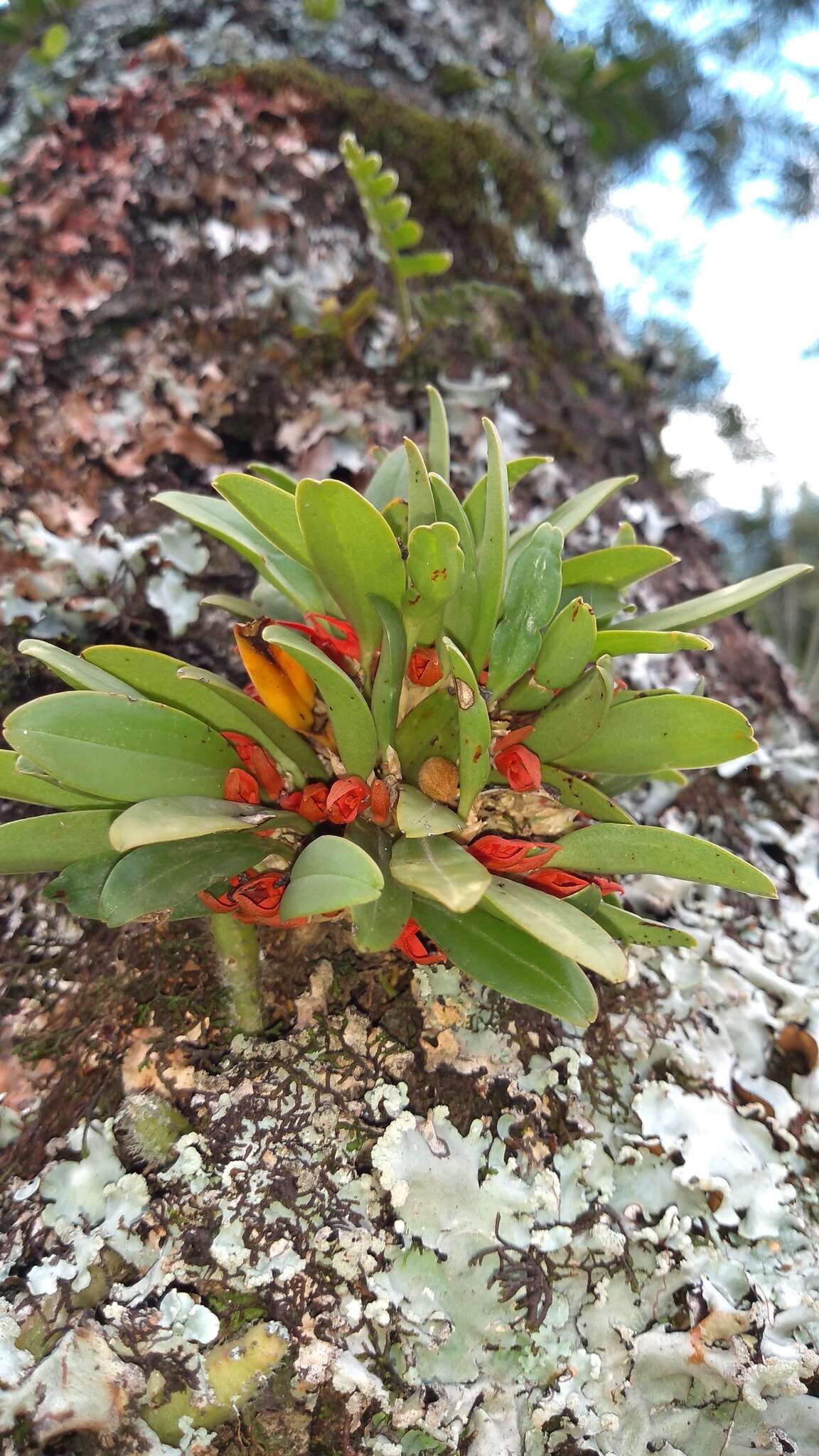 Specklinia tribuloides (Sw.) Pridgeon & M. W. Chase的圖片