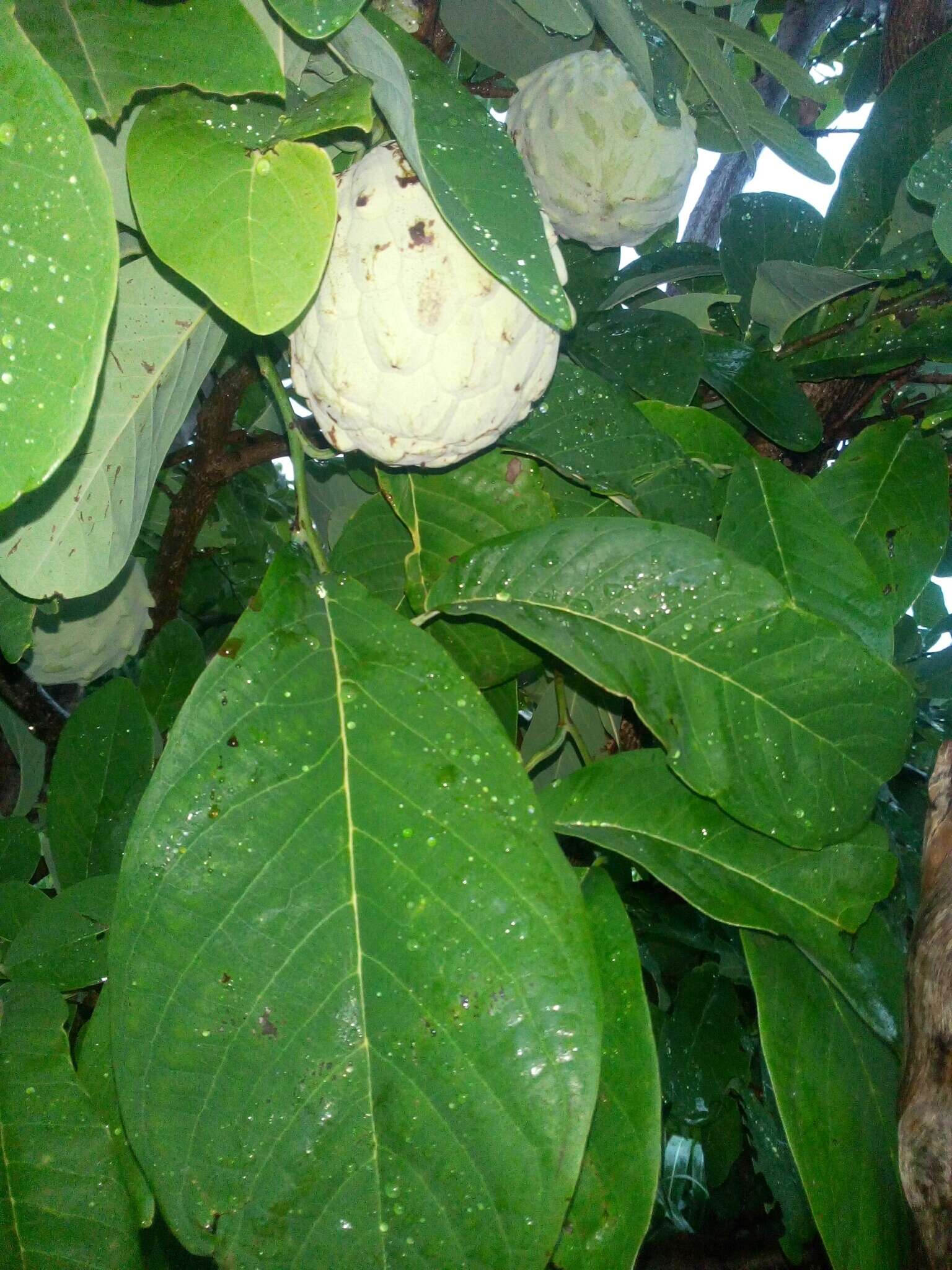 Sivun Annona macroprophyllata Donn. Sm. kuva