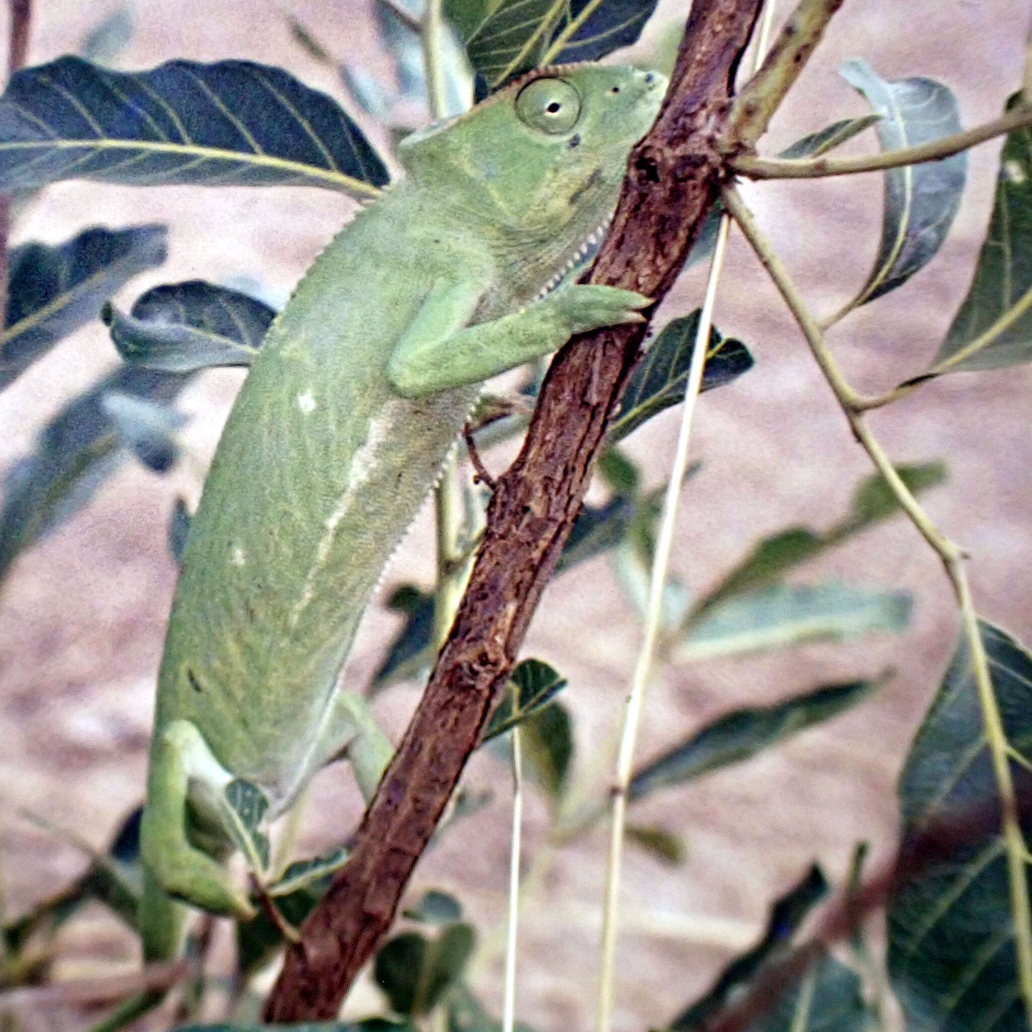 Image of Senegal Chameleon