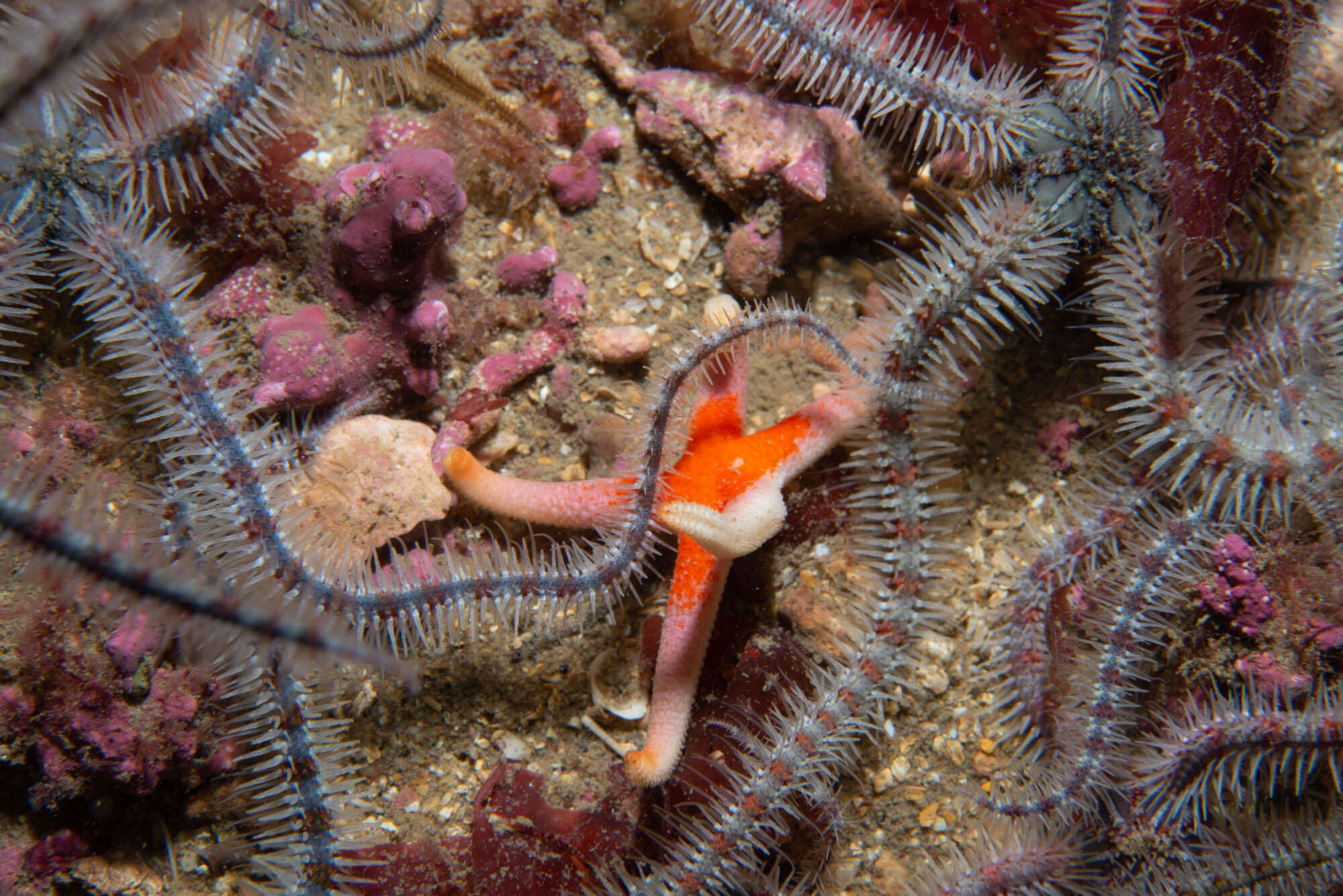 Henricia oculata (Pennant 1777) resmi