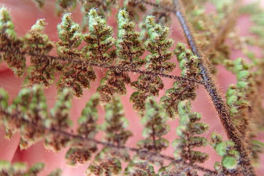 Image of Cheilanthes hirta Sw.