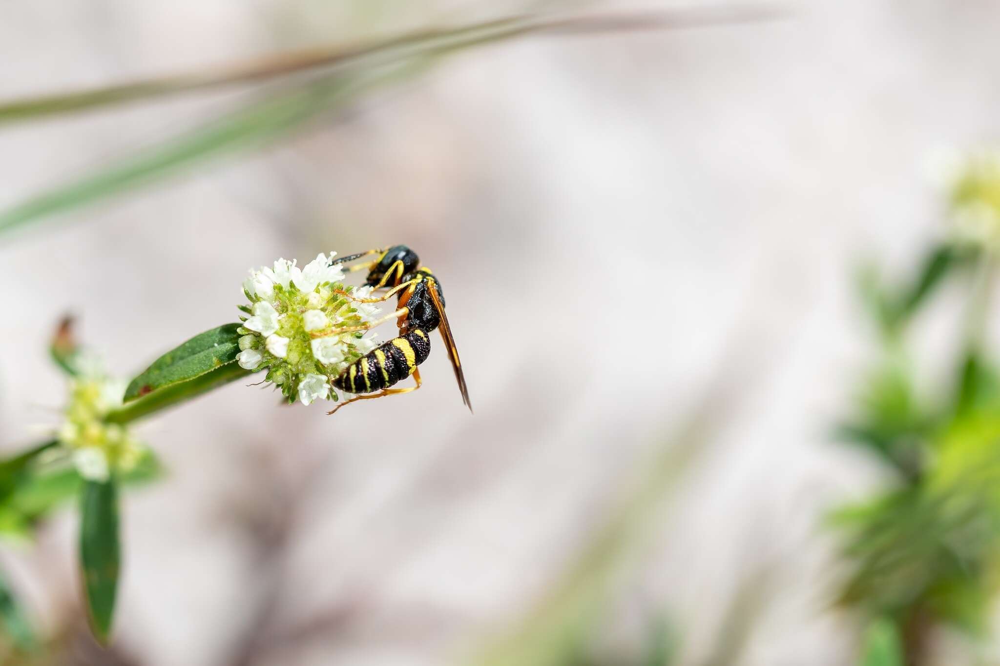 Philanthus ventilabris Fabricius 1798的圖片