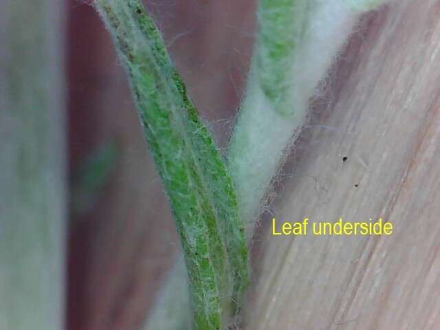 Image of Jersey cudweed