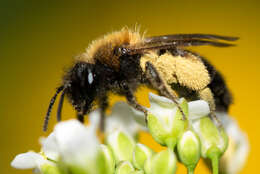 Image of Andrena bicolor Fabricius 1775