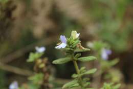 Plancia ëd Achetaria bicolor Pennell