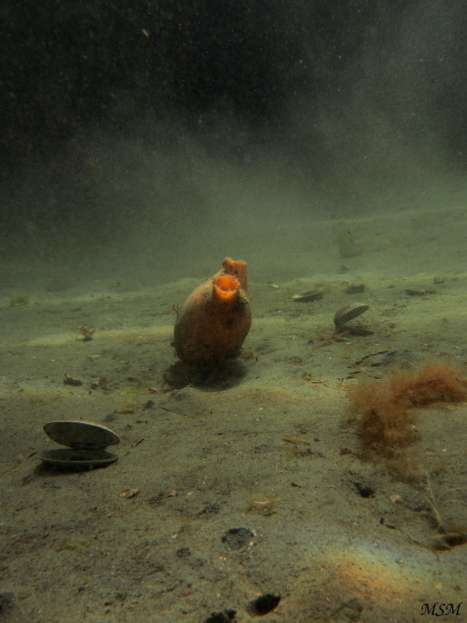 Image of Paramolgula Traustedt 1885