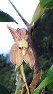 Image of Maxillaria schlimii (Linden & Rchb. fil.) Molinari