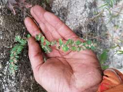 Euphorbia densiflora (Klotzsch) Klotzsch的圖片